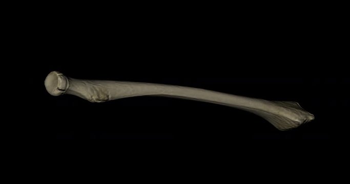Radius bone of skeleton human gyrating on black background in 4K format