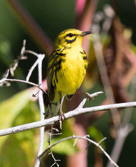 Prairie Warbler