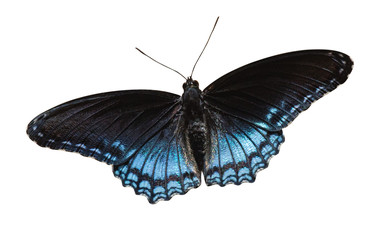Naklejka premium Red Spotted Purple Butterfly
