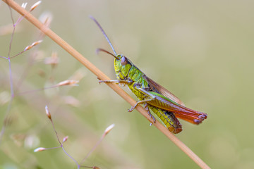 water meadow grasshopper