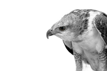 Portrait of beauty hawk ,Changeable Hawk Eagle with copy space