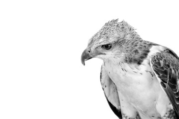 Portrait of beauty hawk ,Changeable Hawk Eagle with copy space