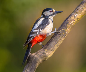 Woodpecker peeking at spectator