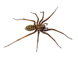 Scary House spider isolated on white © creativenature.nl