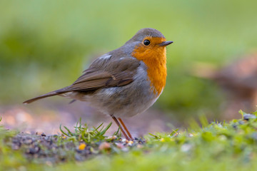 Robin on the ground