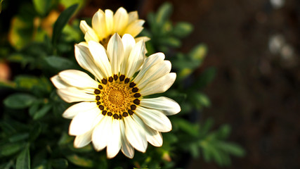 White Dahlias Flowers