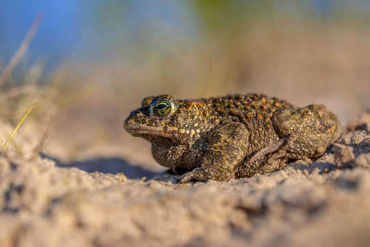 Natterjack toad sideview