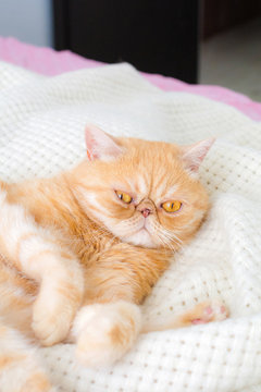by The baking man in Photos  Animals
What you need, hooman? - Animals
Short hair exotic cat laying on bed with funny face