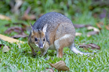 Red-legged Pademelon (Thylogale stigmatica) Kiranda, Queensland, Australia