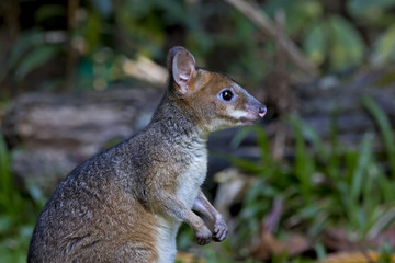 Red-legged Pademelon (Thylogale stigmatica) Kiranda, Queensland, Australia