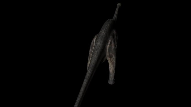 Animation of Dicraeosaurus Dinosaur gyrating on Black Background from above
