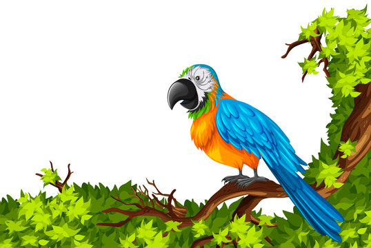 Parrot standing on branch
