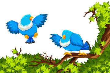 Blue birds on the branch