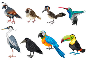 Obraz na płótnie Canvas Different types of wild birds