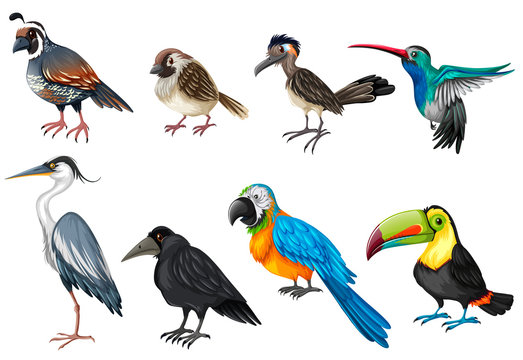 Different types of wild birds