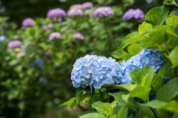 Obraz premium あじさい