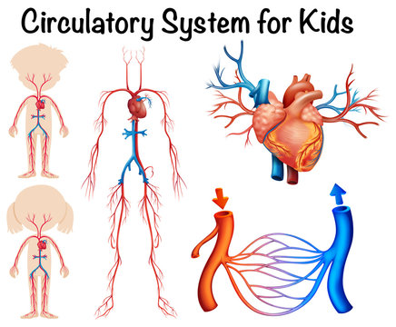 Circulatory system for kids