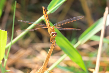 dragonfly