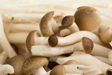 Close up on various kind of mushrooms