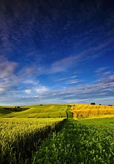 rural landscape on the solstice with unripe grain