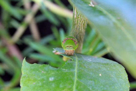 worm