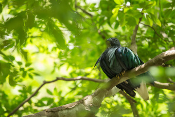 Nicobar pigeon, Nicobar dove on tree