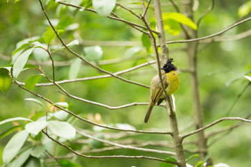 Black-Crested Bulbul