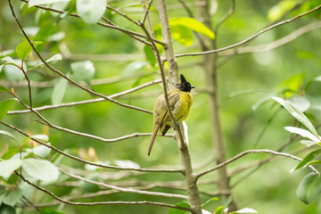 Black-Crested Bulbul
