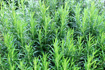 Rosemary herb garden