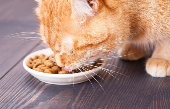 Red Cat Eating Dry Food From A Plate, Sitting On The Floor