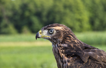 Young hawk
