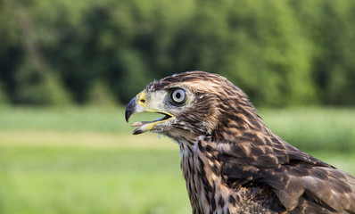 Young hawk
