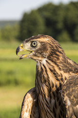 Young hawk
