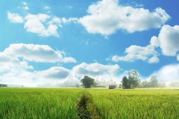 Obraz premium Rice field and blue sky landscape nature background