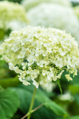white hydrangea flowers