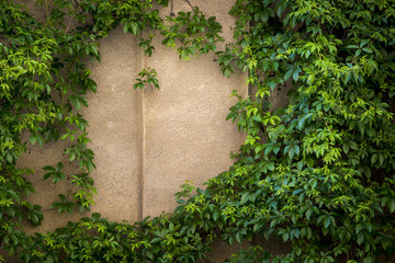 Fototapeta na wymiar Green plant on wall 