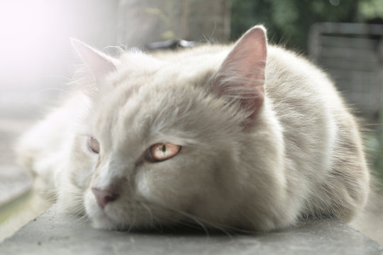 cute percian cat 