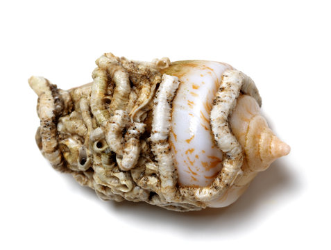 Shell of cone snail