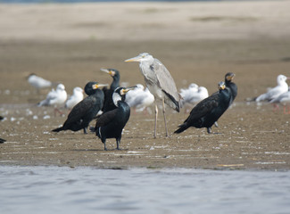Great Cormorant Bird in Egypt