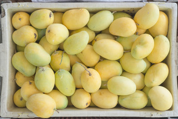 mango fruit