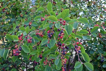 reife und unreife  Beeren am Strauch
