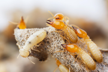 Termites or white ants