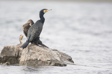 Great Cormorant Bird in Egypt