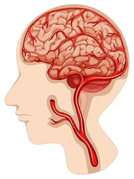 Human brain diagram on white background