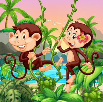 Two monkeys living on the island