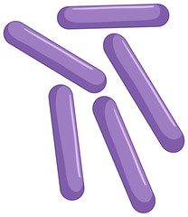 Purple bacteria in intestine