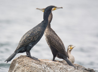 Great Cormorant Bird in Egypt