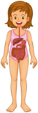 Digestive system in human