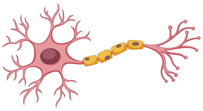 Neuron Cartoon Images – Browse 1,241 Stock Photos, Vectors, and Video |  Adobe Stock
