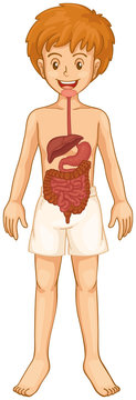 Digestive system in boy body